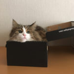 amazonの箱に入らぬ猫はなし／箱入り猫ちゃん画像大放出の巻