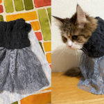 冬近し猫のドレスを作りをり／#なりきりマリー2021