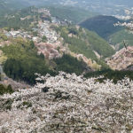 桜狩り人生二度目の吉野山／一泊二日で行く京都泊・吉野山でお花見の巻