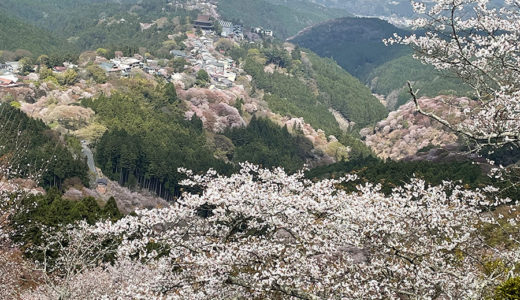 桜狩り人生二度目の吉野山／一泊二日で行く京都泊・吉野山でお花見の巻
